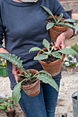 Young plants or seedlings of artichokes