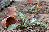 Young plants or seedlings of artichokes