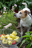 Ernte von Paprika mit Drahtkorb im Gemüsebeet mit Paprikapflanzen (Capsicum), Blumen und Hund