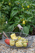 Ernte von Paprika im Drahtkorb vor Gemüsebeet mit Paprikapflanzen (Capsicum)