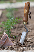 Place young plants of bulbous fennel; 'Selma'; in the bed