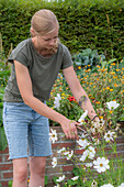 Decorative baskets from sowing to seed harvesting, cutting out what has faded