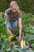 Frau bei Ernte von Zucchini (Curcurbita pepo), Früchte im Korb