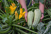 Ernte von Zucchini (Curcurbita pepo), Früchte im Korb