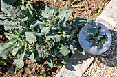 Erste Ernte von Brokkoli, nur den Kopf, dann in sechs Wochen eine zweite Ernte mit kleineren Röschen ernten (Brassica oleracea 'italica')