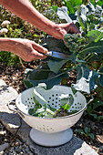 Erste Ernte von Brokkoli, nur den Kopf, dann in sechs Wochen eine zweite Ernte mit kleineren Röschen ernten (Brassica oleracea 'italica')