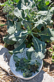 Erste Ernte von Brokkoli, nur den Kopf, dann in sechs Wochen eine zweite Ernte mit kleineren Röschen ernten (Brassica oleracea 'italica')