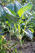 Kohlrabi (Brassica oleracea gongylodes), Knollen und Pflanze im Beet