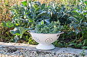 First harvest of broccoli, harvest just the head, then in six weeks you can harvest a second harvest of smaller florets