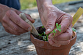 Separate the sown celery