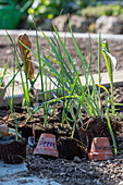 Schwarzwurzel (Scorzonera) und Lauch (Allium) Setzlinge nach den Eisheiligen auspflanzen ins Beet