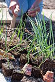 Salsify; plant leeks after the ice saints