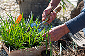 Salsify; plant leeks after the ice saints