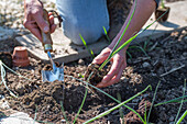 Salsify; plant leeks after the ice saints