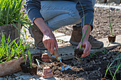 Salsify; plant leeks after the ice saints