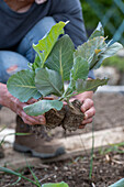 Plant young broccoli plants in the bed after the ice saints