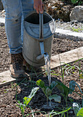 Plant young broccoli plants in the bed after the ice saints and water them