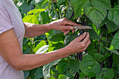 Frau bei der Ernte von schwarzen Stangenbohnen (Phaseolus vulgaris) 'Blaue Hilde', abschneiden der Schoten