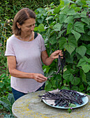 Frau bei der Ernte von schwarzen Stangenbohnen (Phaseolus vulgaris) 'Blaue Hilde', abschneiden der Schoten