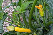 zucchini