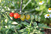 Tomate (Solanum Lycopersicum ) 'Philamina', reife Früchte an Tomatenpflanze im Beet