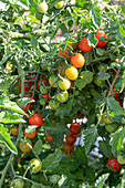 Tomate (Solanum Lycopersicum ) 'Philamina', reife Früchte an Tomatenpflanze im Beet