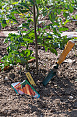 Tomatoes and root vegetables are good neighbors