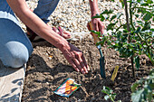 Tomatoes and root vegetables are good neighbors