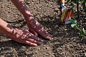 Tomatoes and root vegetables are good neighbors