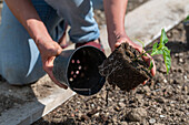 Planting peppers