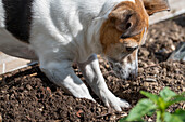 Dog digging in garden bed