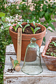 Seedling of artichoke (Cynara Scolymus) in a clay pot, portrait