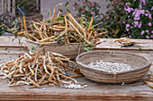 Shelled runner beans (Phaseolus vulgaris) 'Neckargold', open the beans and separate the seeds from the pods