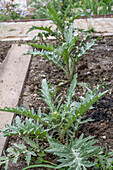 Artichoke plants (Cynara Scolymus) in vegetable patch