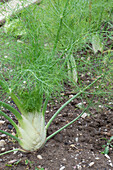 Fennel (Foeniculum Vulgare) growing in the garden