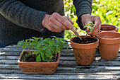 Potting sown tomatoes (Solanum Lycopersicum ) 'Ballerina'