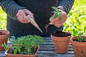 Prick out sown tomatoes (Solanum Lycopersicum ) 'Ballerina' and plant in pots