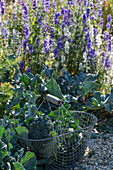 First harvest of broccoli, harvest only the head, then in six weeks harvest a second crop with smaller florets