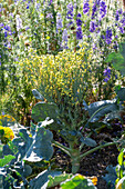 Cutting the flowers of full-grown broccoli for the vase