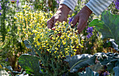 Cutting the flowers of full-grown broccoli for the vase