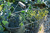 First harvest of broccoli, harvest only the head, then after six weeks harvest a second crop with smaller florets