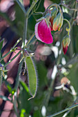 Blühende Duftwicken 'Matchmaker Rose' und 'Cranberry' (Lathyrus odoratus)