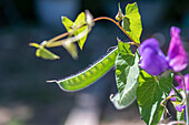 Blühende Duftwicken 'Matchmaker Rose' und 'Cranberry' (Lathyrus odoratus)