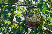 Harvest of runner bean 'Neckargold' (Phaseolus Vulgaris) in wicker basket