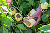 Blossom end rot on peppers (Capsicum), calcium deficiency in combination with irregular water supply