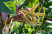 Harvesting pole beans 'Neckargold' (Phaseolus Vulgaris)