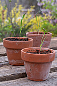 Fennel (Foeniculum vulgare), seedlings in clay pots