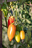 Tomaten (Solanum Lycopersicum) vor dem ersten Frost an der Pflanze