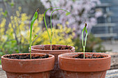 Knollenfenchel 'Selma' (Foeniculum vulgare), Sämlinge in Tontöpfen, Fenchel