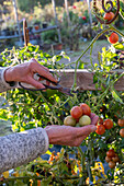 Harvest tomatoes (Solanum lycopersicum) before the first frost